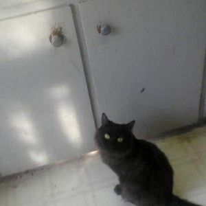 Meet your Posher, Ash